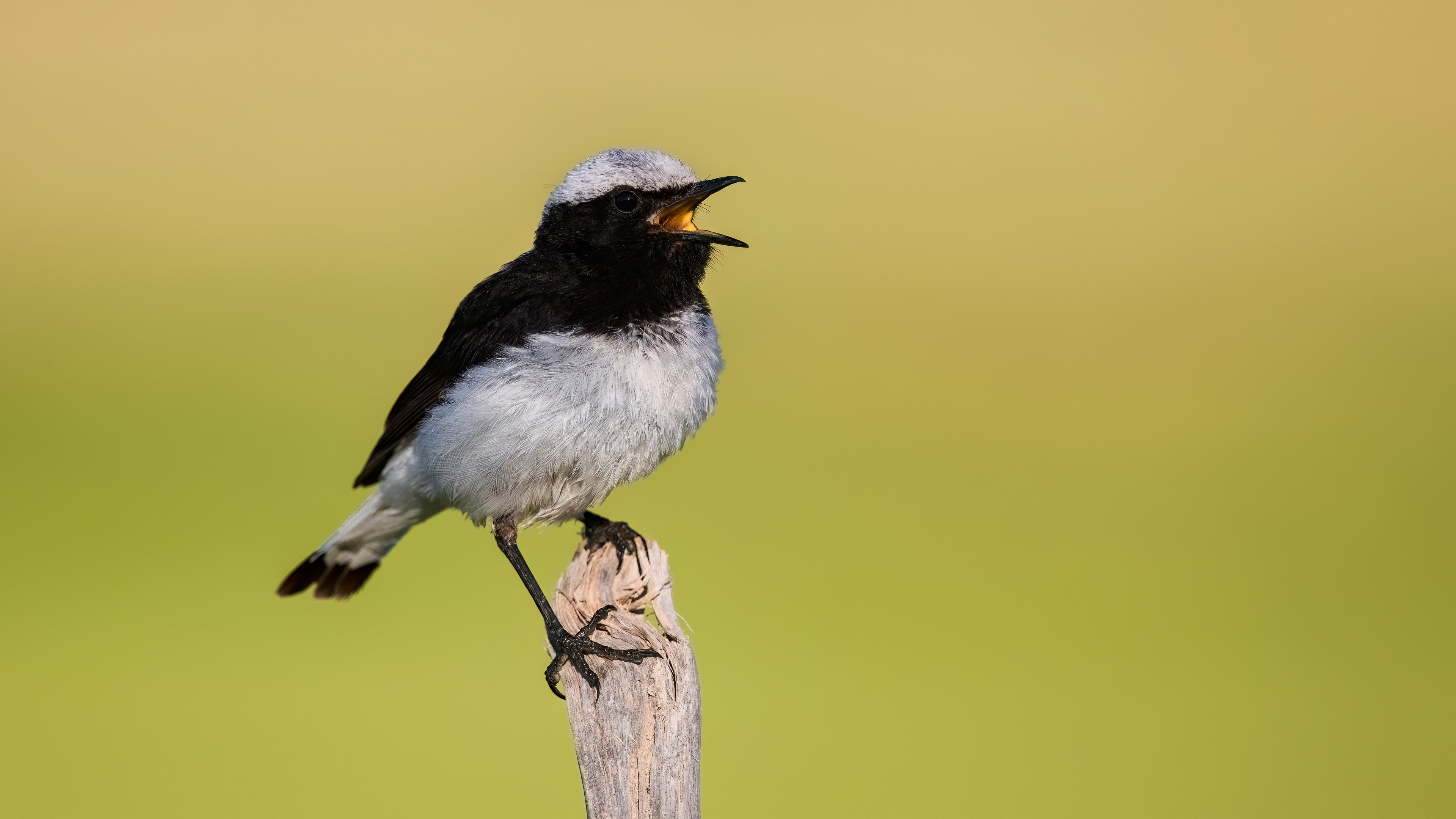 Finsch's Wheatear